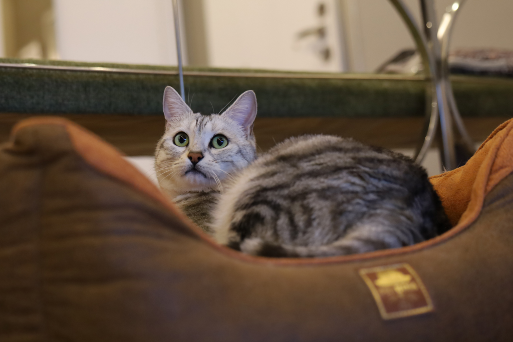 Patron - Kedi