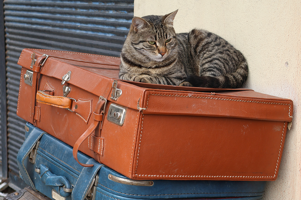 Yolculuk - Kedi