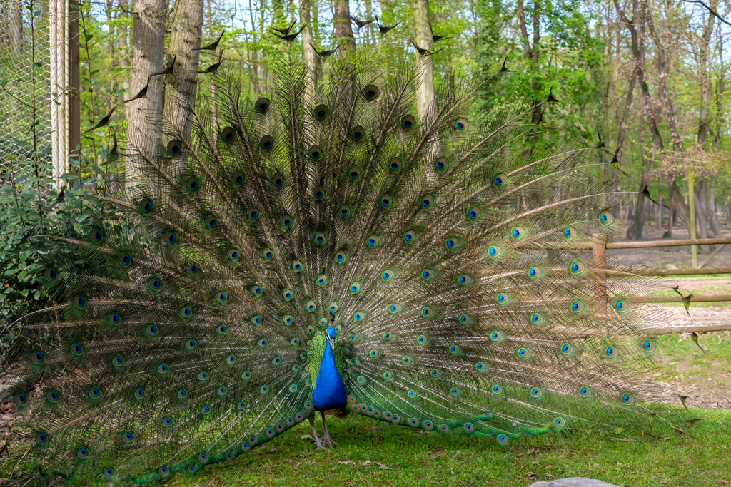 Tavus Kuşu