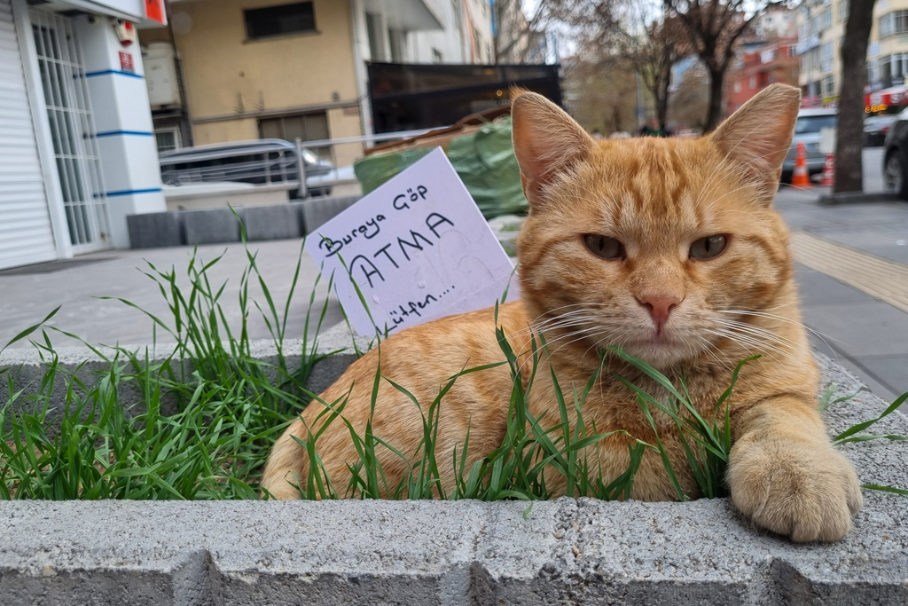 Patili Tabela